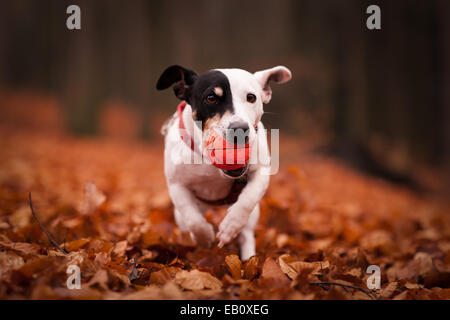 Jack russel terier is bringing back the ball Stock Photo