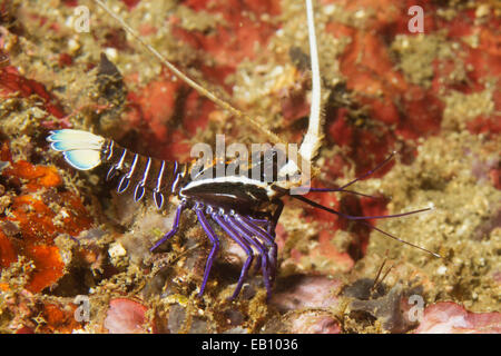 Painted Spiny Lobster in juvenile form (Panulirus versicolor) Lembeh Straits, Indonesia Stock Photo