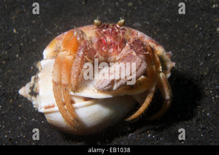 Anemone Hermit Crab (Dardanus pedunculatus) Lembeh Straits, Indonesia Stock Photo