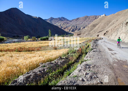 Cyclist on the Manali to Leh highway in Ladakh Stock Photo