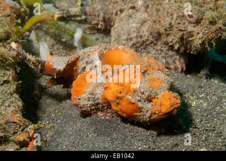 Flasher Socrpionfish (Scorpaenopsis macrochir) Lembeh Straits,Indonesia Stock Photo