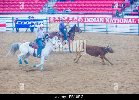 Cowboys Participating in a Calf roping Competition at the Indian national finals rodeo held in Las Vegas Stock Photo