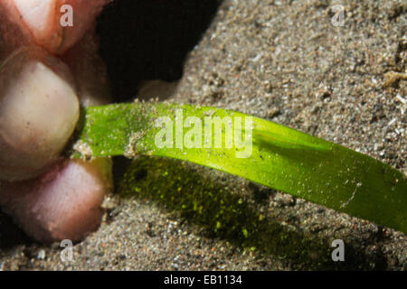 Tiny Ocellated Tozeuma Shrimp on blade of sea weed with diver fingers to show scale (Tozeuma lanceolatum) Lembeh Straits, Indone Stock Photo