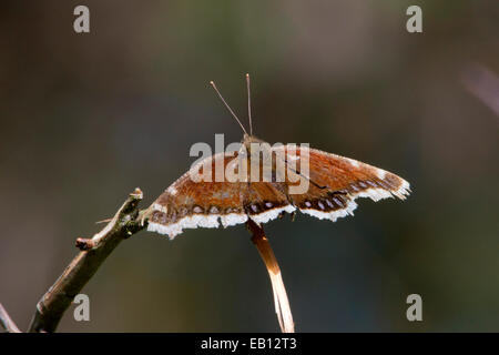 Aged Mourning Cloak butterfly (Nymphalis antiopa) on twig at Buttertubs Marsh, Nanaimo, BC, Vancouver Island, Canada in April Stock Photo