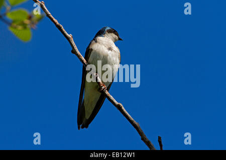 Tree Swallow (Tachycineta bicolor) perched on a twig at Buttertubs Marsh, Nanaimo, BC, Vancouver island, Canada in April Stock Photo