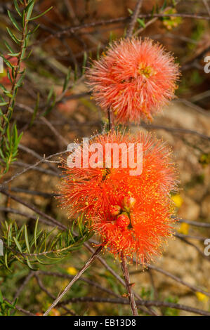 Melaleuca fulgens, Scarlet Honeymyrtle in Kings Park, Perth, WA, Australia Stock Photo