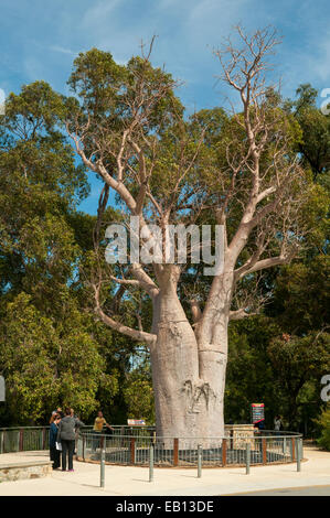 Boab Tree in Kings Park, Perth, WA, Australia Stock Photo