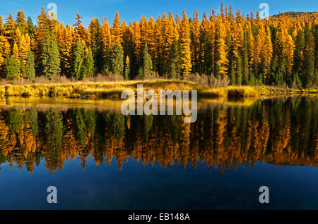 Yaak River and western larch in fall. Yaak Valley Montana. (Photo by Randy Beacham) Stock Photo