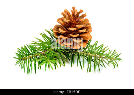 Fir branches with cones isolated on white background Stock Photo