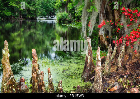 Swamp Cypress Roots Along A Pond with a White Footbridge, Magnolia Plantation, Charleston, South Carolina Stock Photo