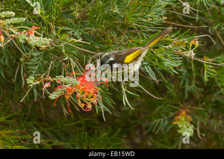 New Holland Honeyeater, Phylidonyris novaehollandiae at Margaret River, WA, Australia Stock Photo