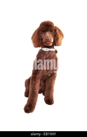 A Miniature Poodle Puppy isolated on a white background. Stock Photo