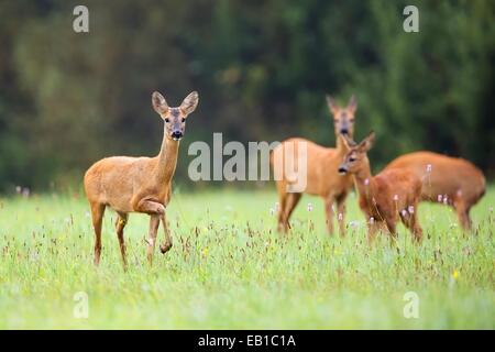 Roe-deer with family in the wild Stock Photo