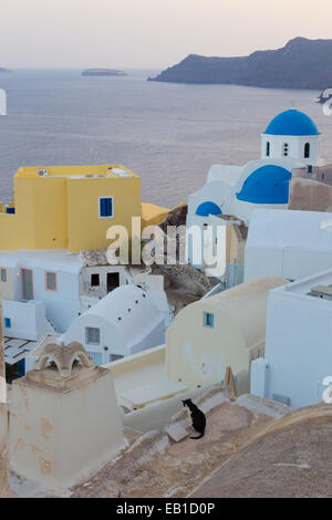 Domestic cat in Oia village, Santorini, Greece. Stock Photo