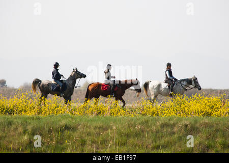 horses, uccellina park, alberese, grosseto province, maremma,, tuscany, italy, europe Stock Photo