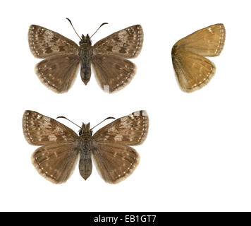 Dingy Skipper - Erynnis tages Stock Photo