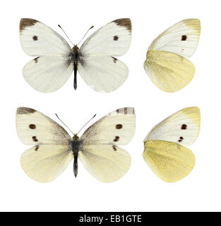 Small White - Pieris rapae - male (top) - female (bottom) Stock Photo