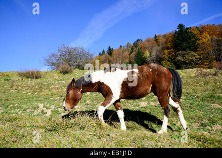 horse in the pastures to the season of autumn Stock Photo
