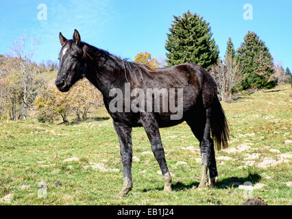 Black horse in the  pastures Stock Photo