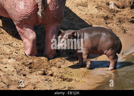 Baby hippopotamus comes out of the water and follows his mom Stock Photo