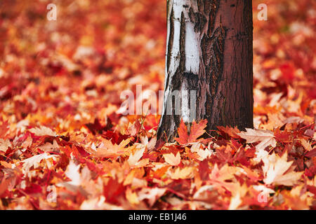 Trunk Maple and its red fallen leaves in autumn Stock Photo