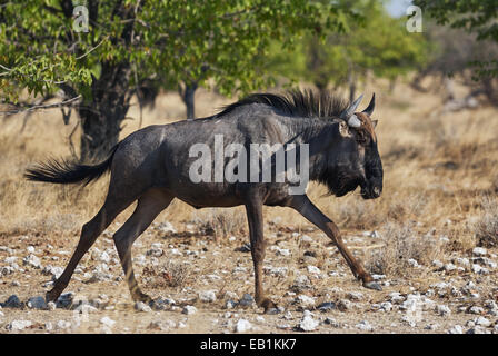 Young Wildebeest running in the savannah of Etosha National Park Stock Photo