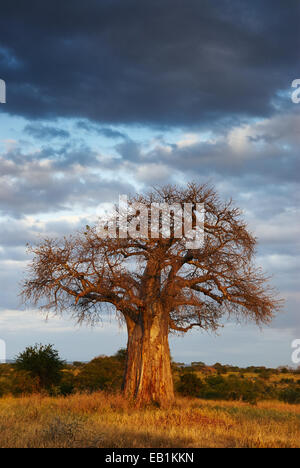 African landscape with a big baobab tree, in vertical Stock Photo