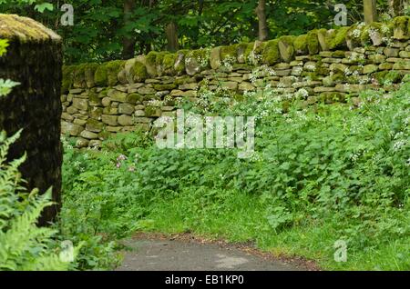 Wild chervil (Anthriscus sylvestris) and large stinging nettle (Urtica dioica) at a mossy stone wall Stock Photo