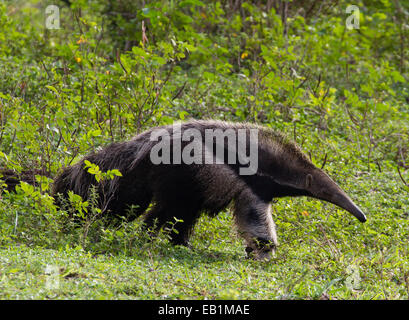 Giant Anteater (Myrmecophaga tridactyla), searching for ants & termites in the Pantanal, Mato Grosso do Sul, Brazil Stock Photo