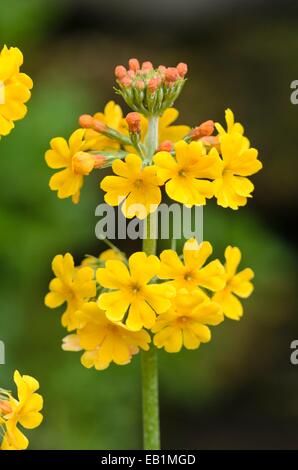 Candelabra primrose (Primula bulleyana) Stock Photo