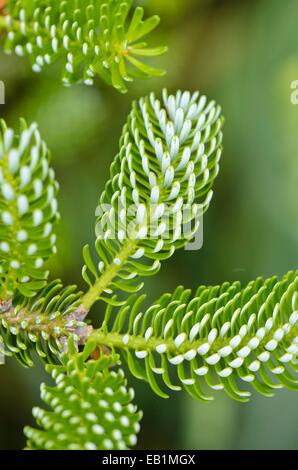 Korean fir (Abies koreana 'Silberlocke') Stock Photo