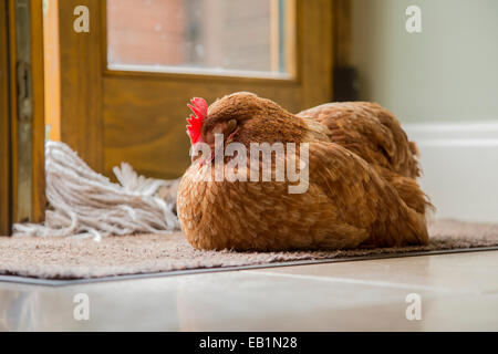 Rhode Island Red hen sleeping on a doormat. Stock Photo