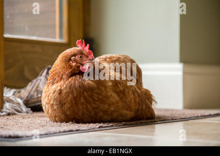 Rhode Island Red hen sleeping on a doormat. Stock Photo