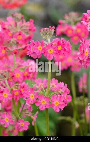 Candelabra primrose (Primula x bullesiana) Stock Photo