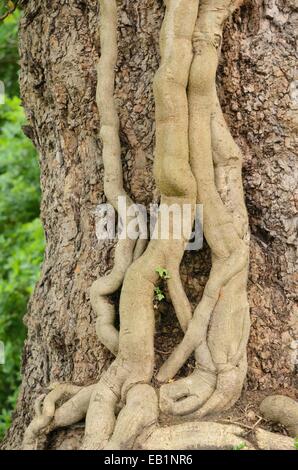 Common ivy (Hedera helix) Stock Photo
