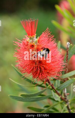 Swamp bottlebrush (Callistemon speciosus) and bumble bee (Bombus) Stock Photo