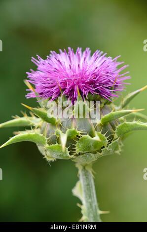 Blessed milk thistle (Silybium marianum) Stock Photo