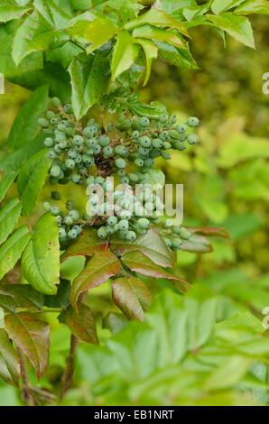 Oregon grape (Mahonia aquifolium) Stock Photo