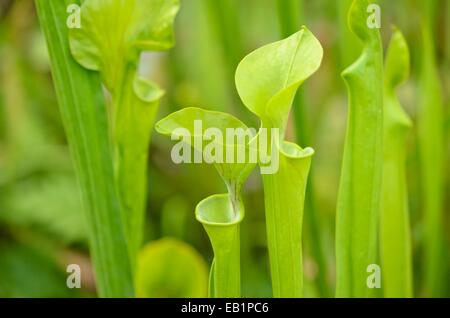 Yellow trumpet pitcher (Sarracenia flava) Stock Photo