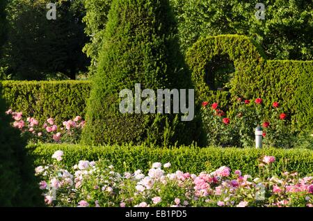 Common yew (Taxus baccata) and roses (Rosa), Britzer Garten, Berlin, Germany Stock Photo