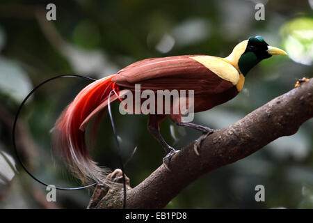Bird of Paradise from Papua Indonesia Stock Photo