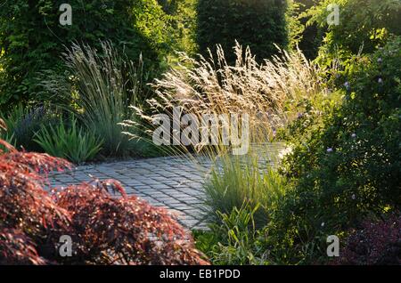 Blue oat grass (Helictotrichon sempervirens 'Saphirsprudel') Stock Photo