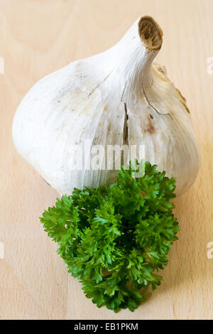 Allium sativum. Elephant garlic bulb and parsley on a wooden board. Stock Photo