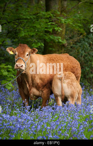 Limousin cow with calf suckling at it. Cumbria, UK Stock Photo - Alamy