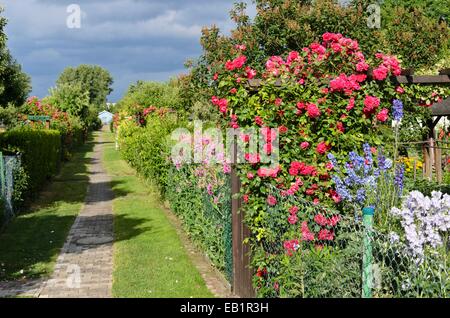 Sweet pea (Lathyrus odoratus), rose (Rosa) and larkspur (Delphinium) in an allotment garden Stock Photo