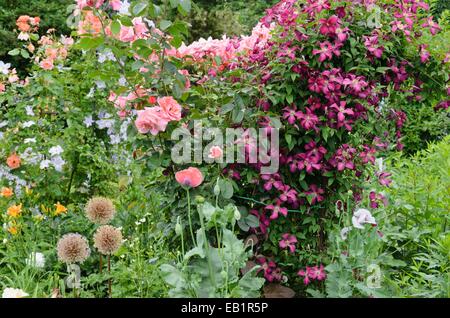Roses (Rosa), poppies (Papaver) and clematis (Clematis) Stock Photo