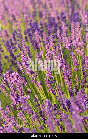 Common lavender (Lavandula angustifolia 'Dwarf Blue') Stock Photo