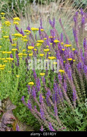 Sweet yarrow (Achillea ageratum) and woodland sage (Salvia nemorosa 'Ostfriesland') Stock Photo