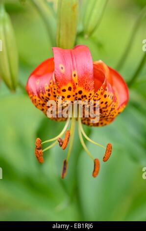 Giant leopard lily (Lilium pardalinum 'Giganteum') Stock Photo