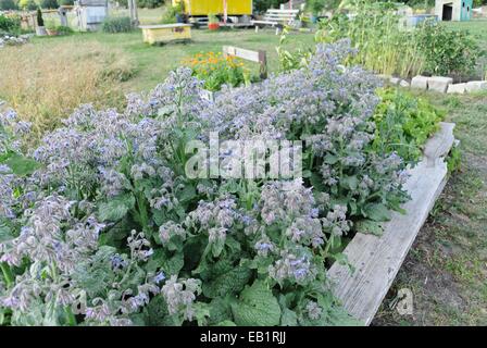 Borage (Borago officinalis) in a community garden, Tempelhofer Freiheit, Berlin, Germany Stock Photo